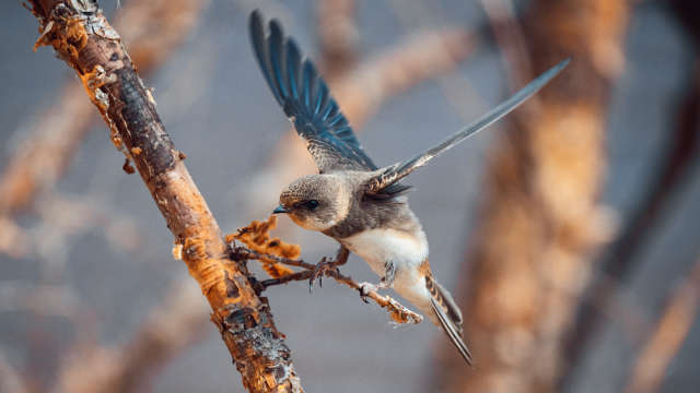 riparia (swallow bird) balances on a twig