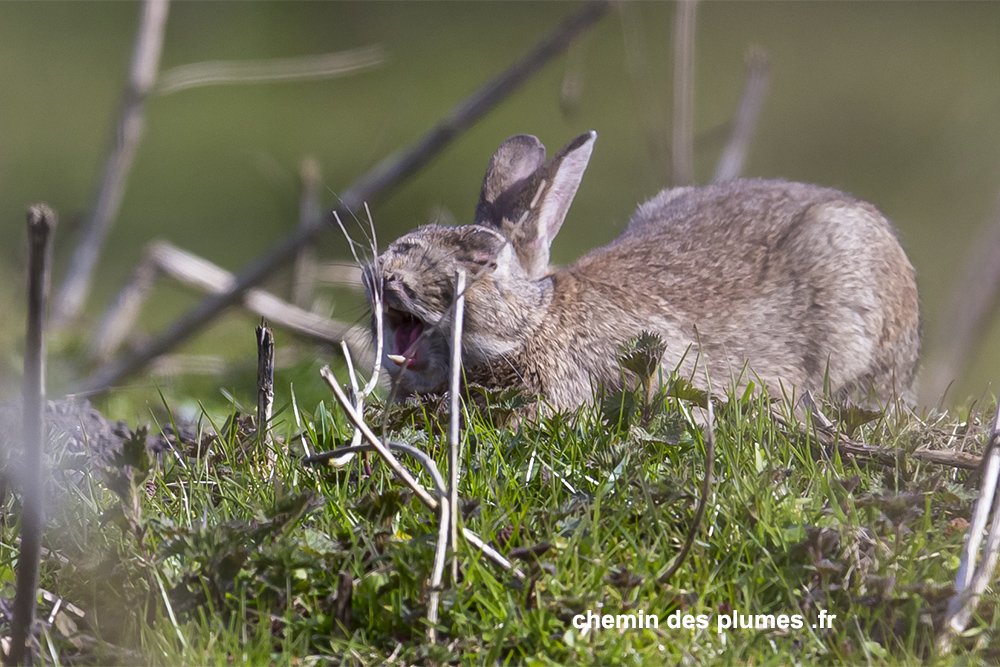 lapin