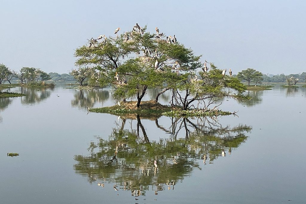 keoladeo 2025 0030