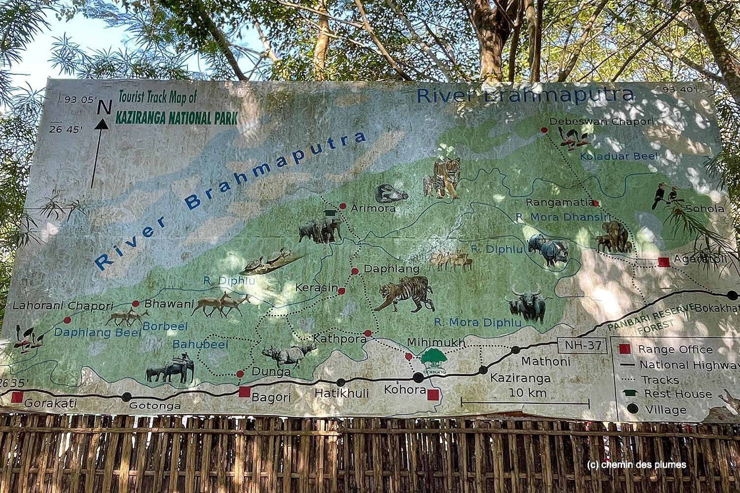 kaziranga gibbons site 2025 0003
