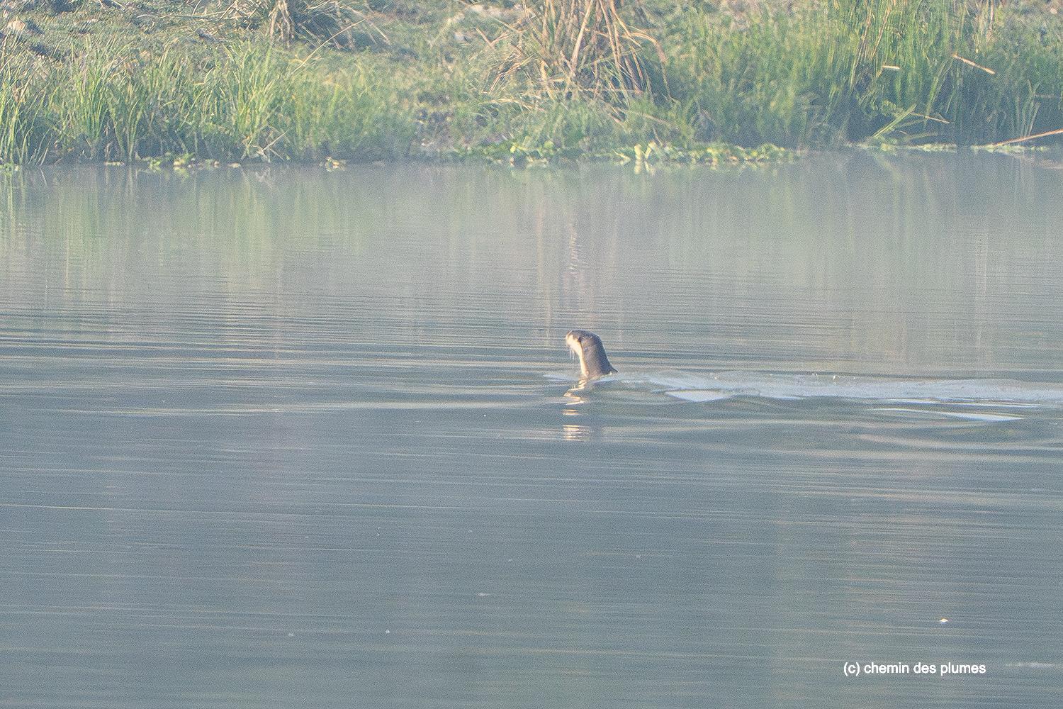 kaziranga gibbons site 2025 0007