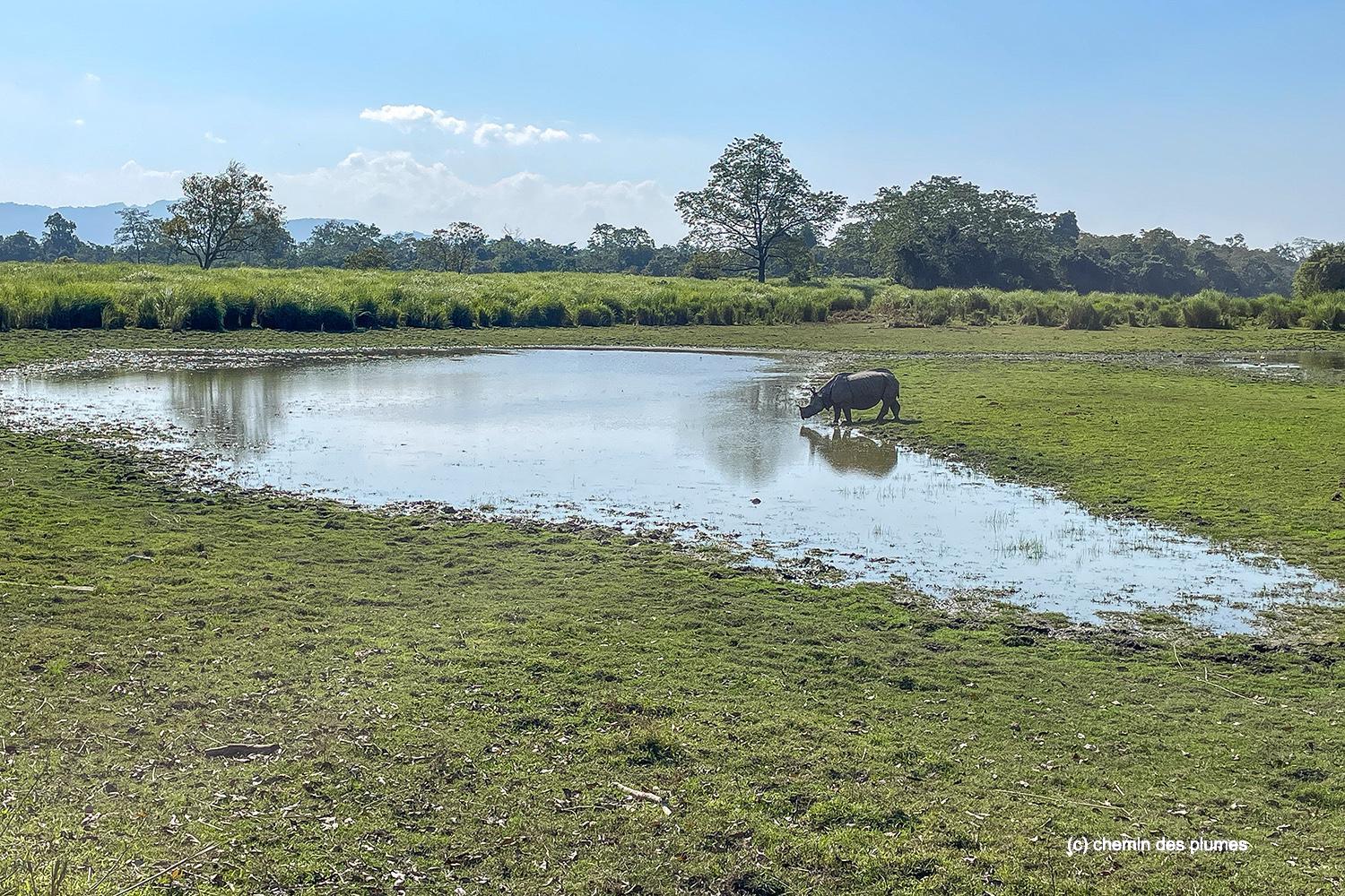 kaziranga gibbons site 2025 0010