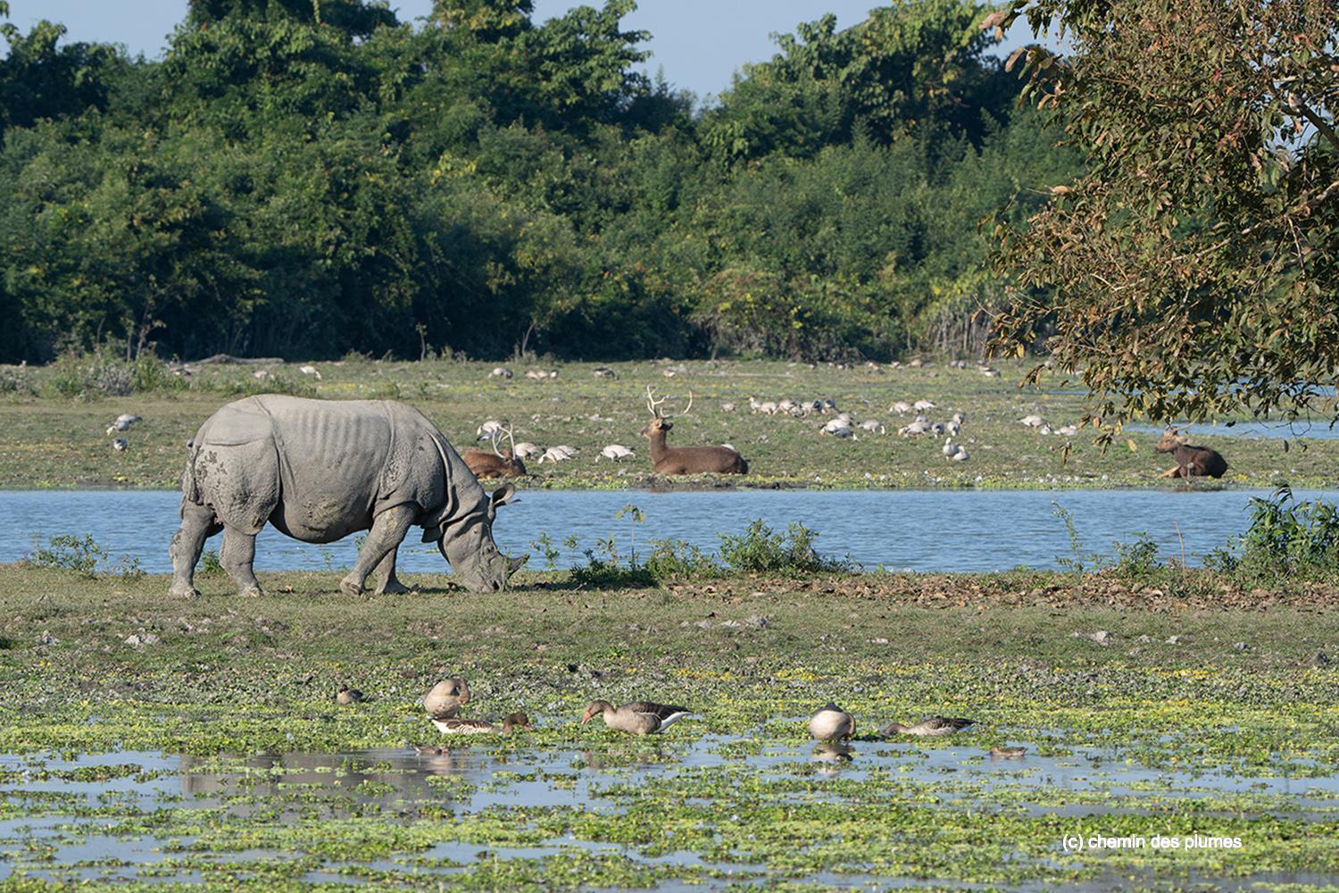kaziranga gibbons site 2025 0011