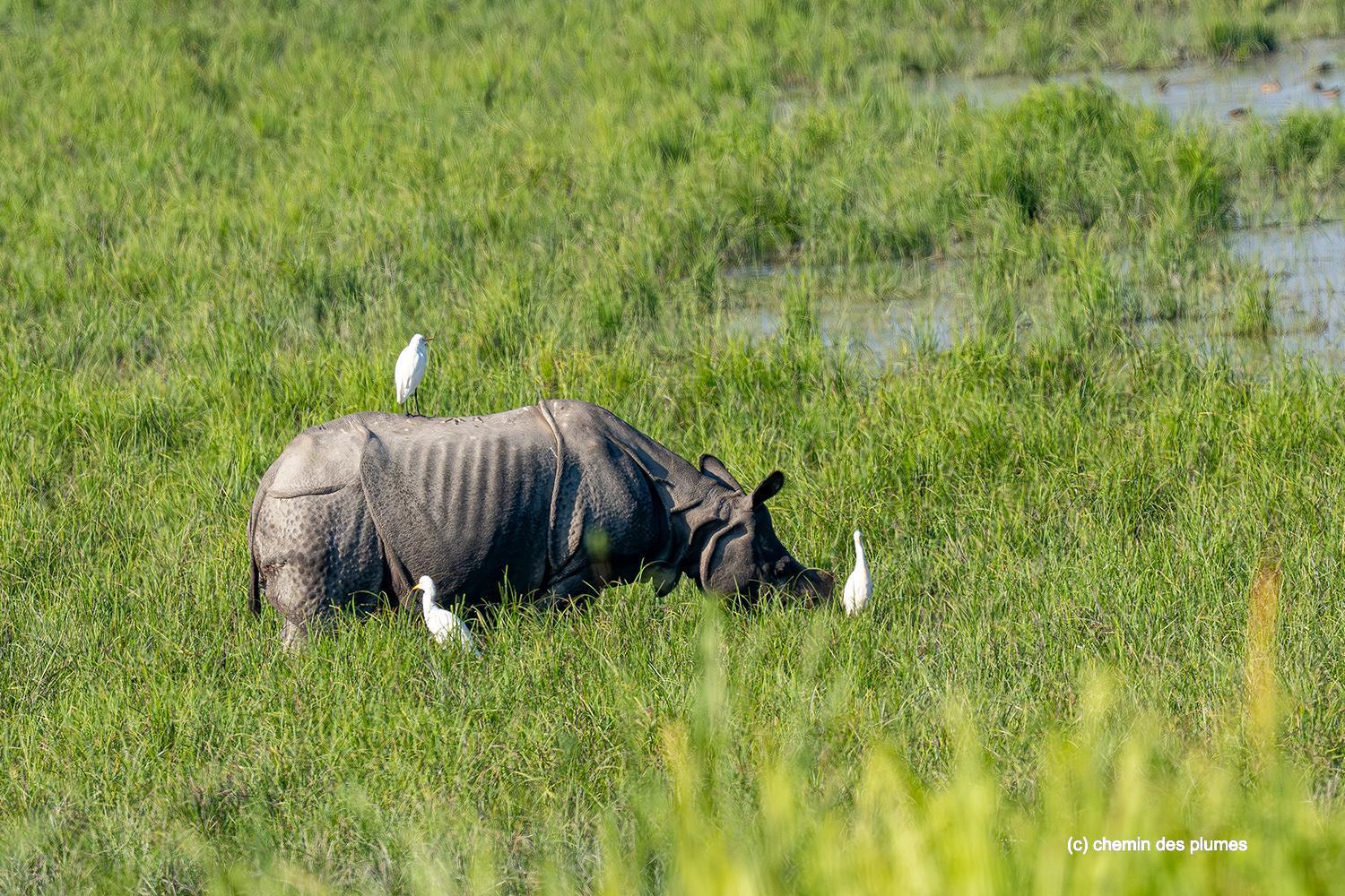 kaziranga gibbons site 2025 0012