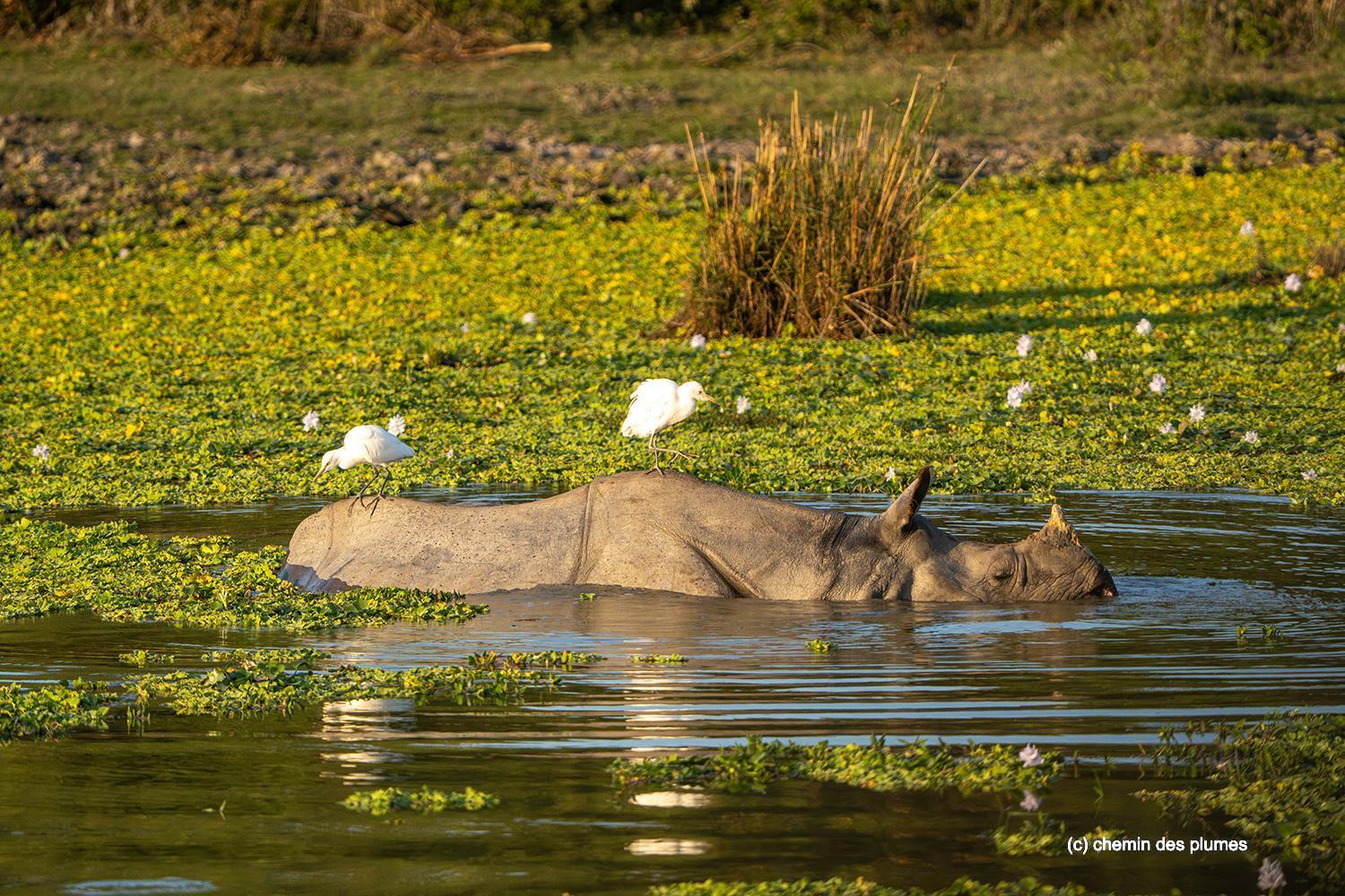 kaziranga gibbons site 2025 0013