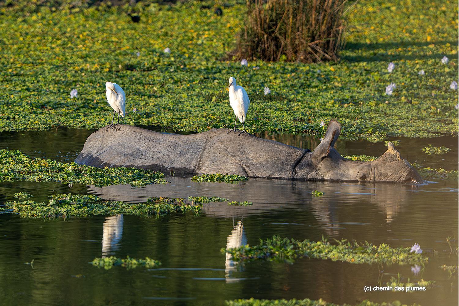 kaziranga gibbons site 2025 0014
