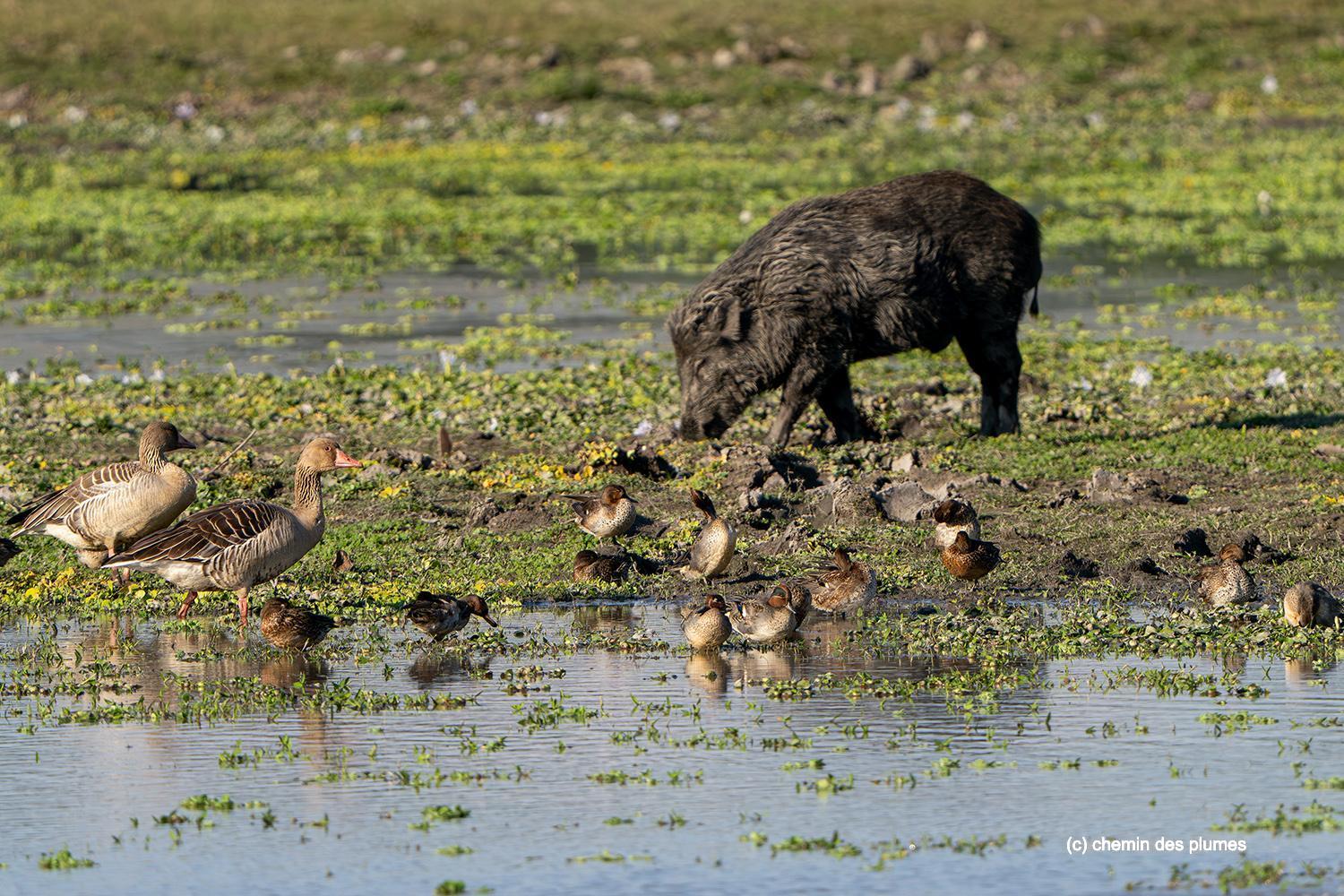 kaziranga gibbons site 2025 0015