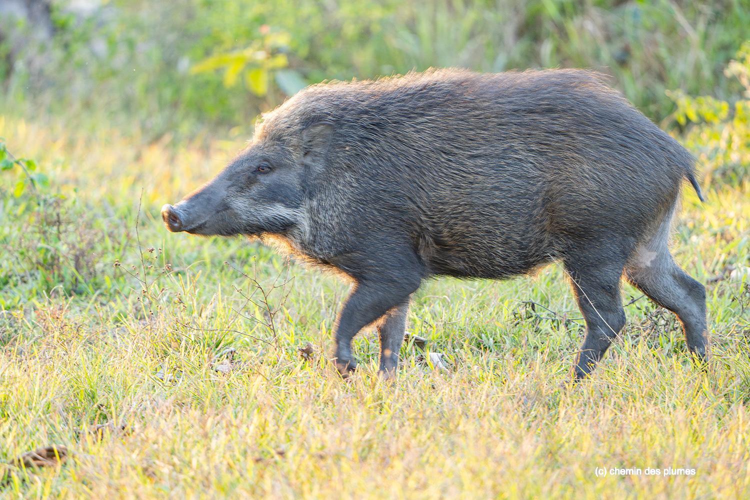 kaziranga gibbons site 2025 0016