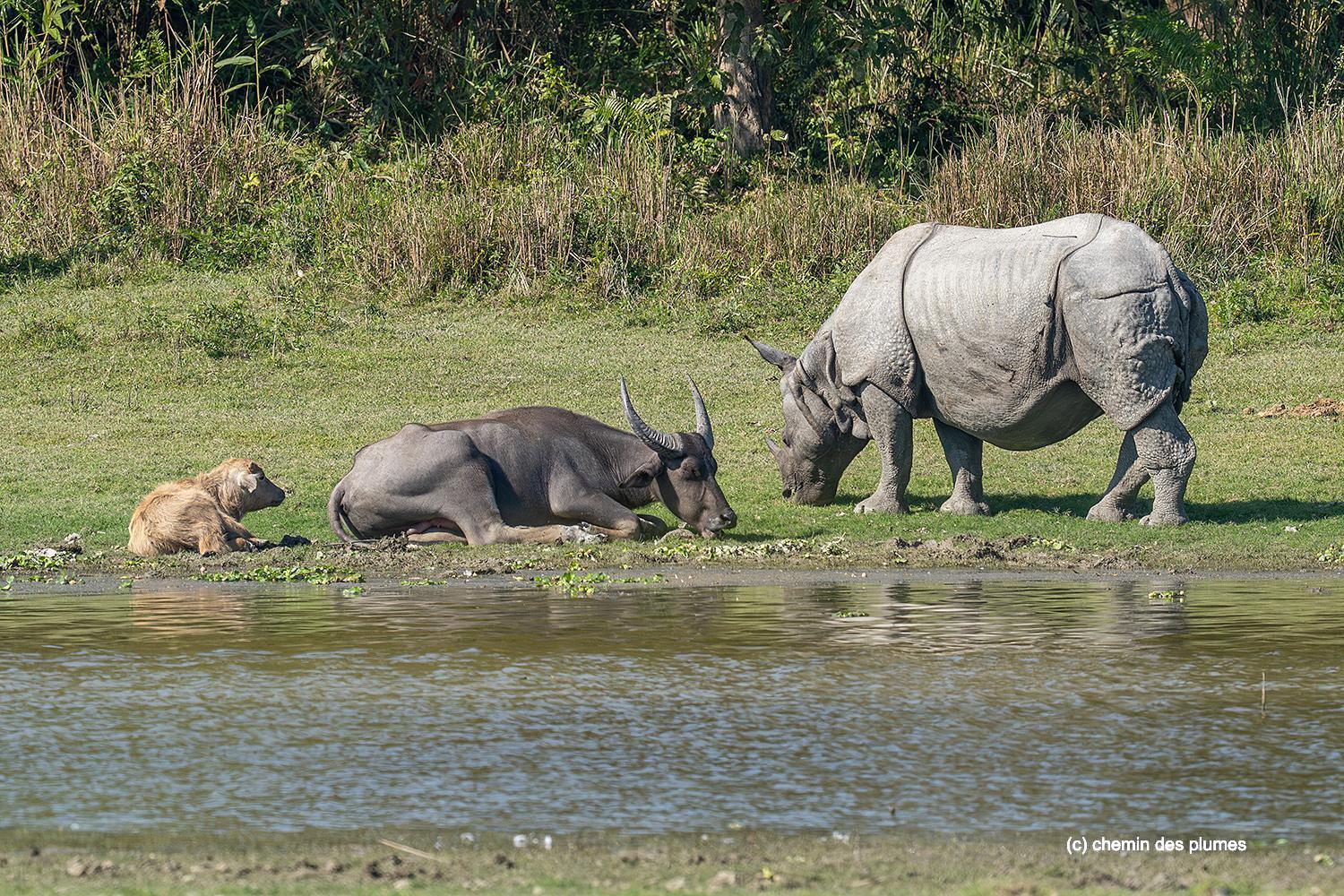 kaziranga gibbons site 2025 0017