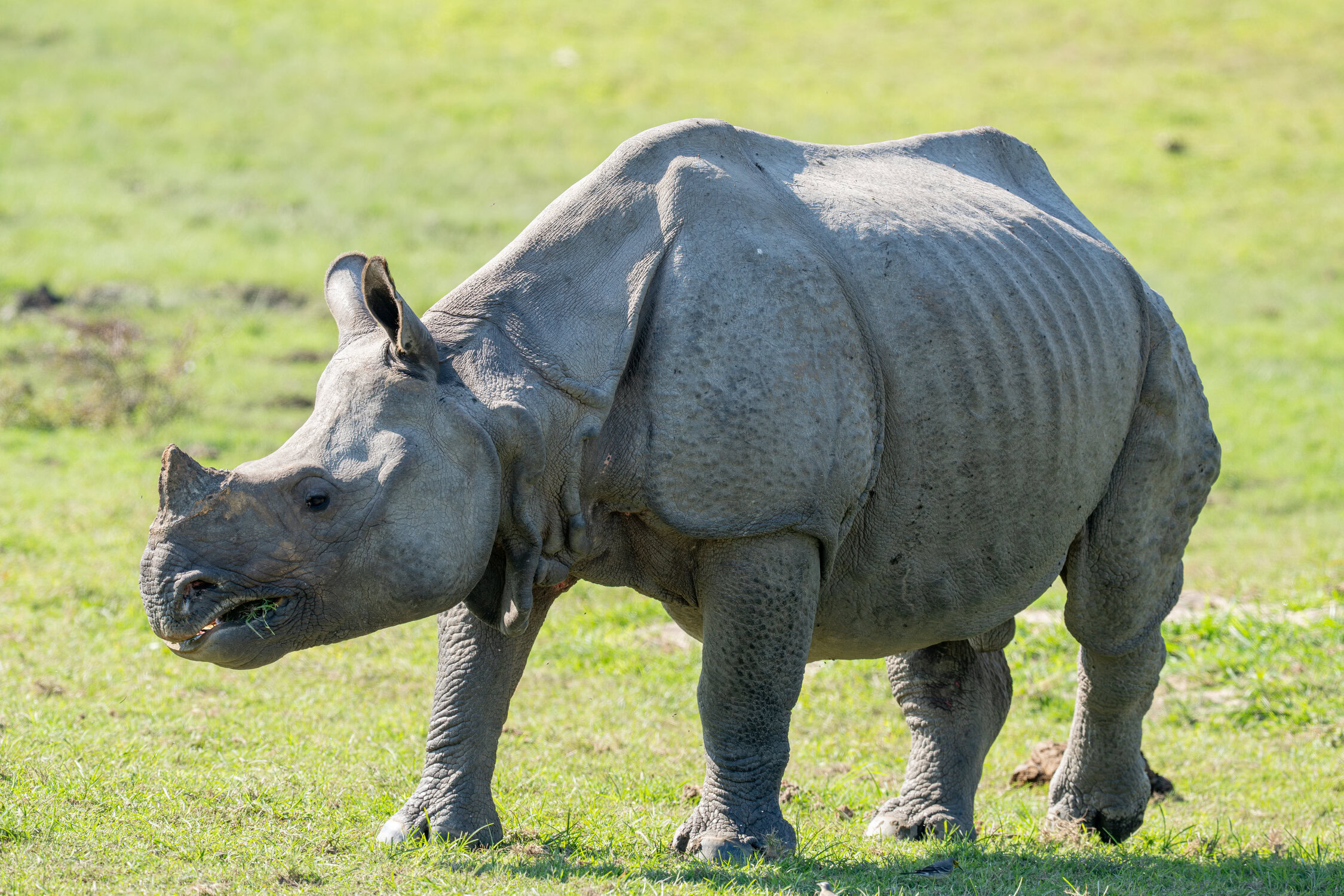 kaziranga gibbons site 2025 0018