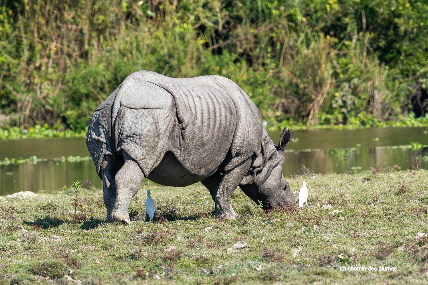 kaziranga gibbons site 2025 0019