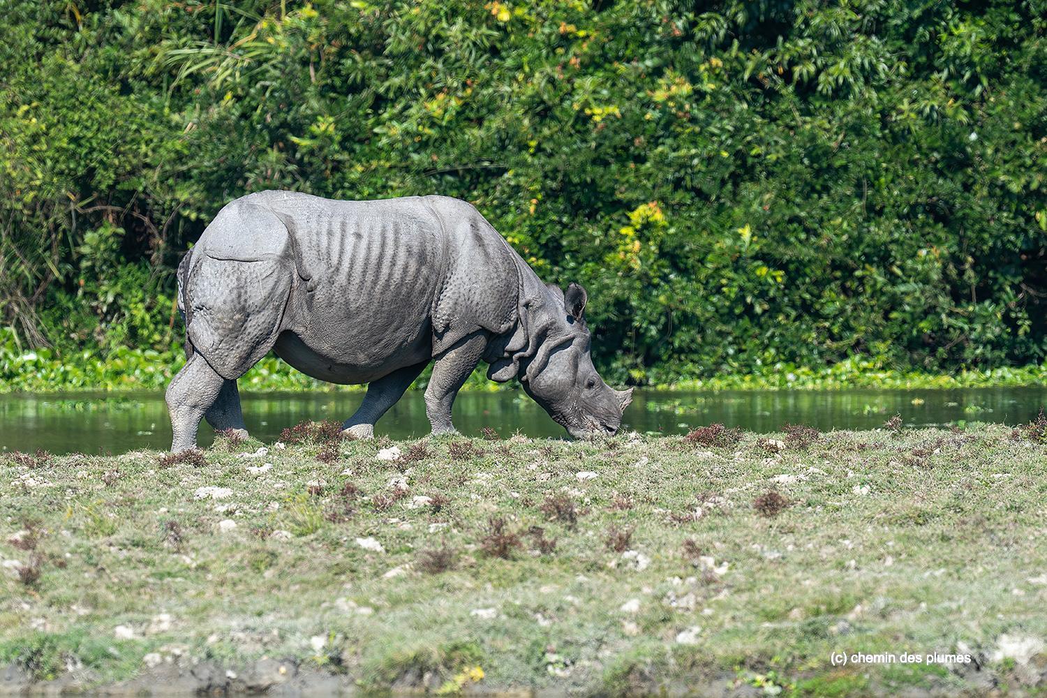 kaziranga gibbons site 2025 0020