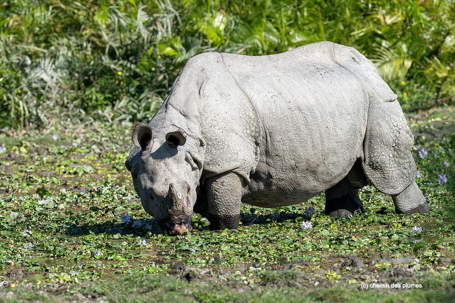 kaziranga gibbons site 2025 0021
