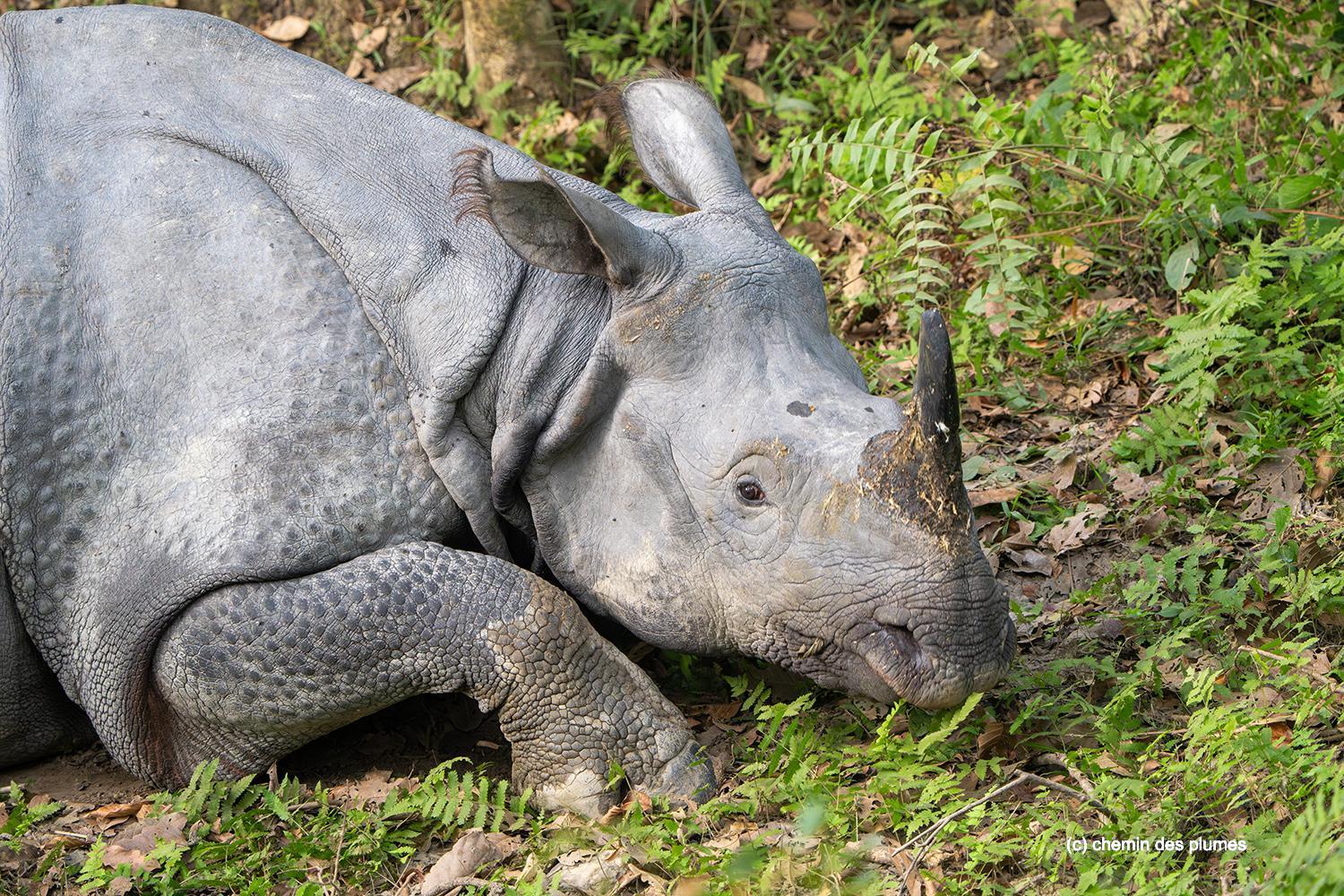 kaziranga gibbons site 2025 0022