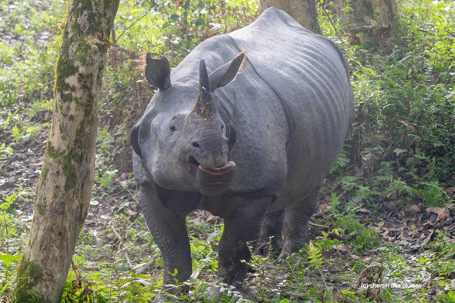 kaziranga gibbons site 2025 0023