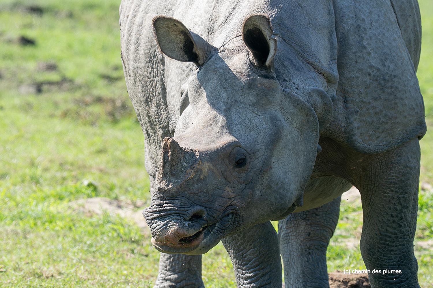 kaziranga gibbons site 2025 0024