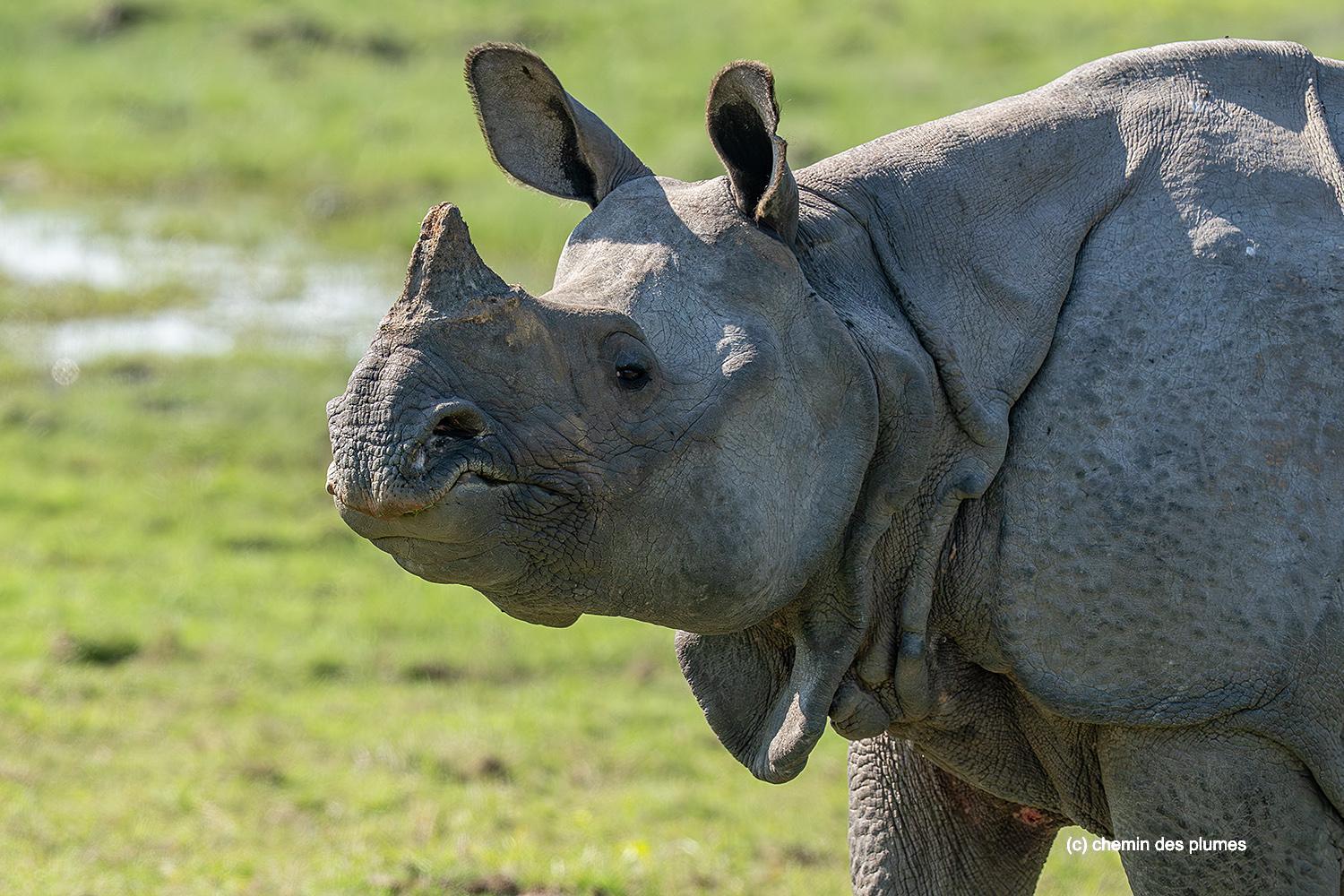 kaziranga gibbons site 2025 0025