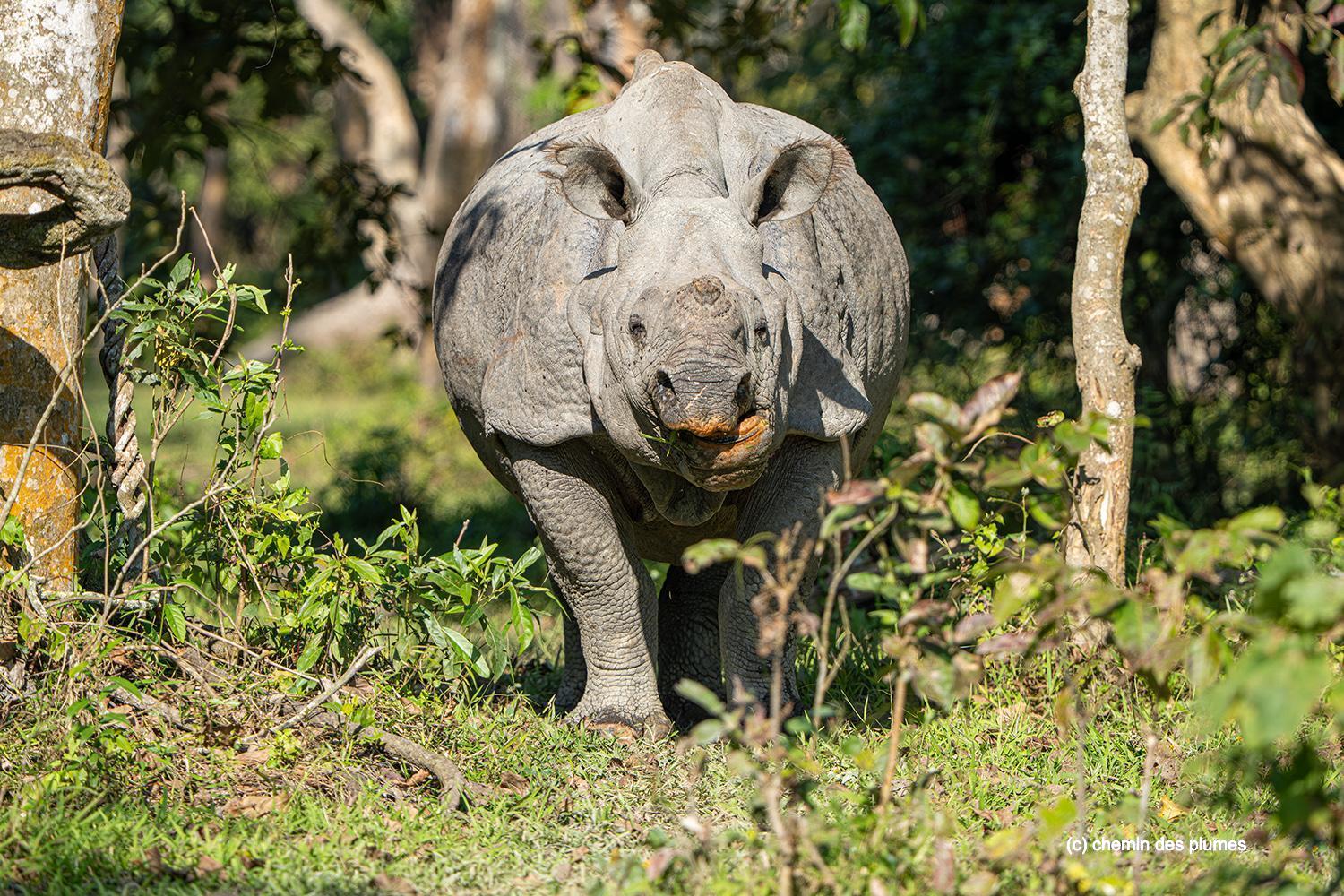 kaziranga gibbons site 2025 0026