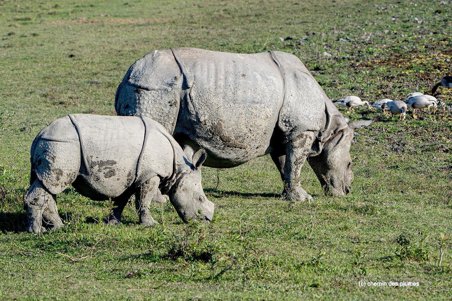 kaziranga gibbons site 2025 0027