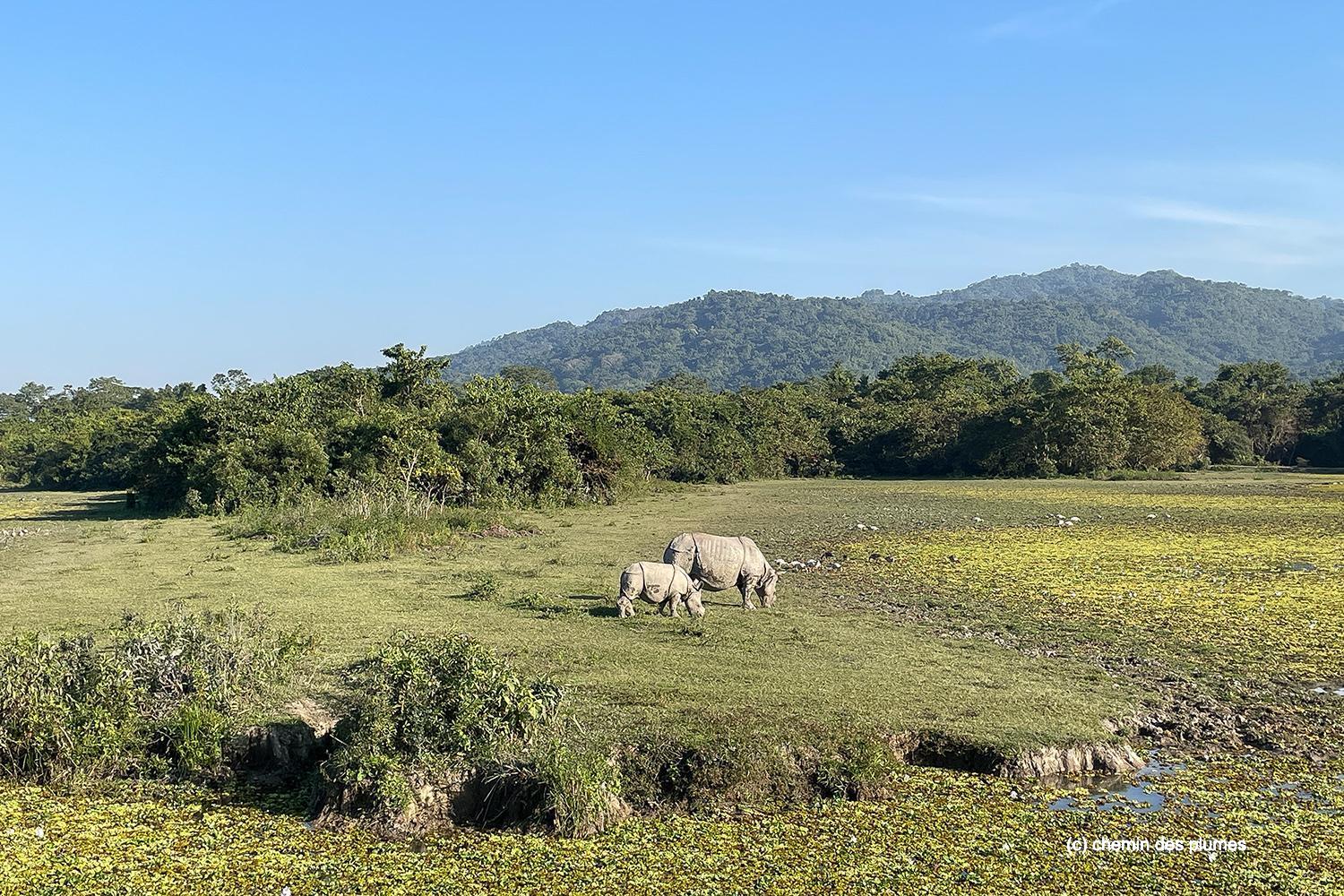 kaziranga gibbons site 2025 0028