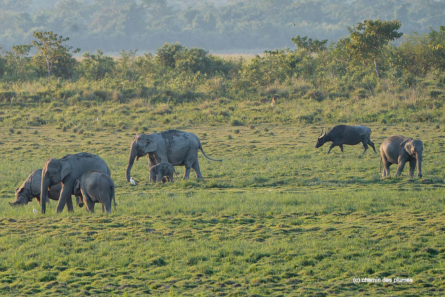kaziranga gibbons site 2025 0029