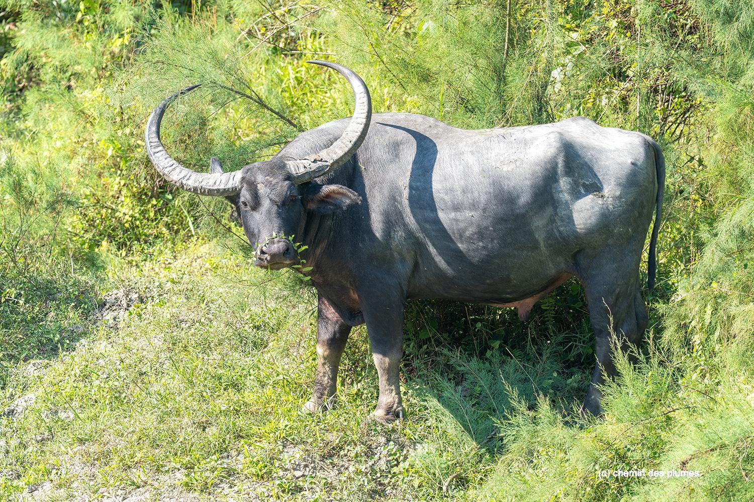 kaziranga gibbons site 2025 0030