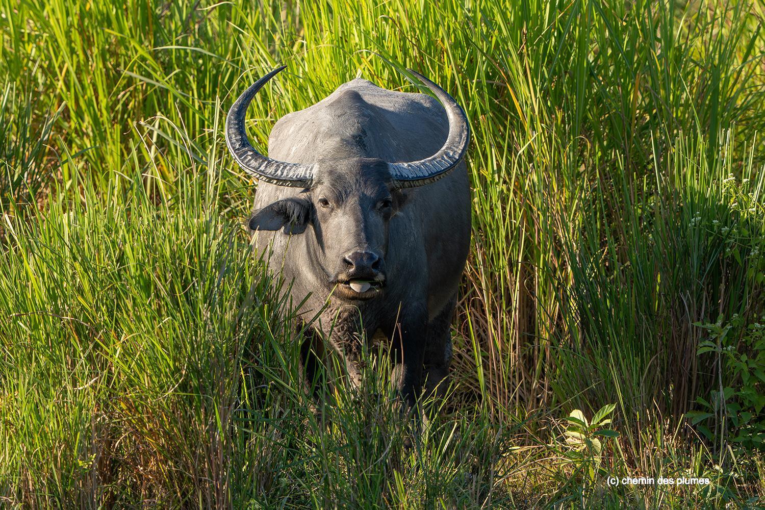 kaziranga gibbons site 2025 0031