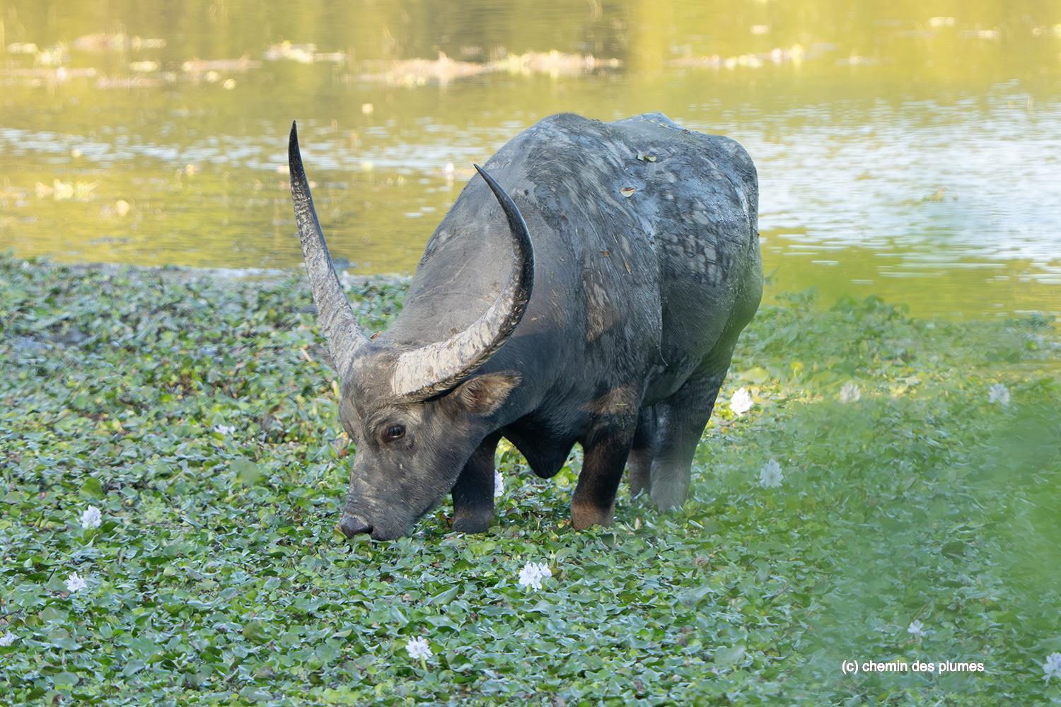 kaziranga gibbons site 2025 0032