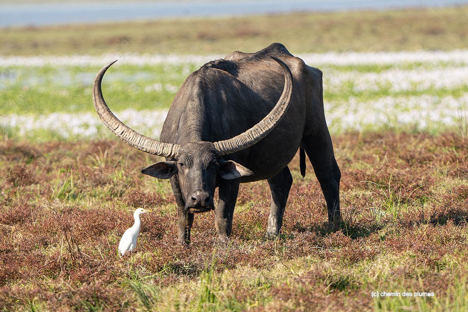 kaziranga gibbons site 2025 0033