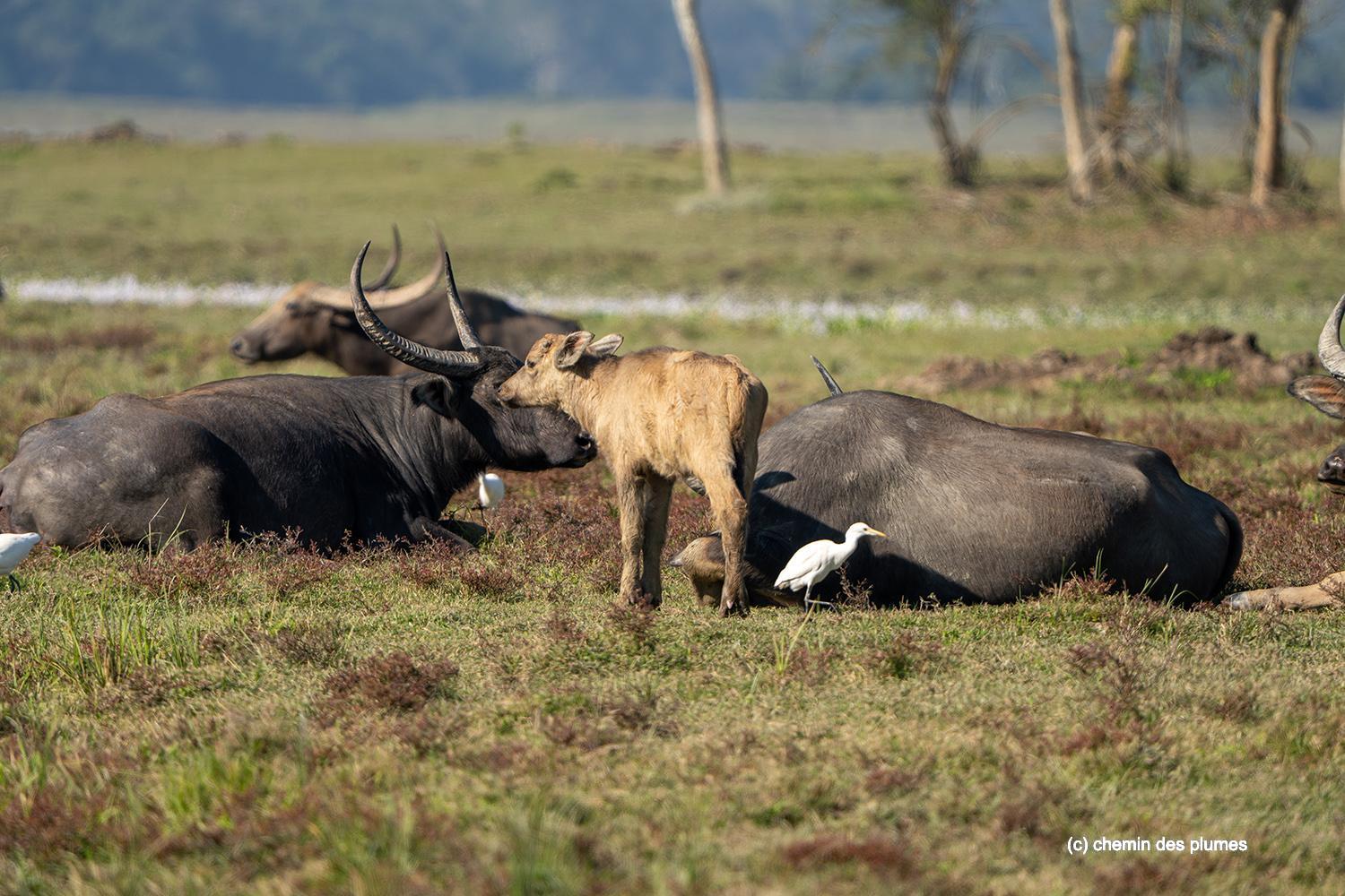 kaziranga gibbons site 2025 0034