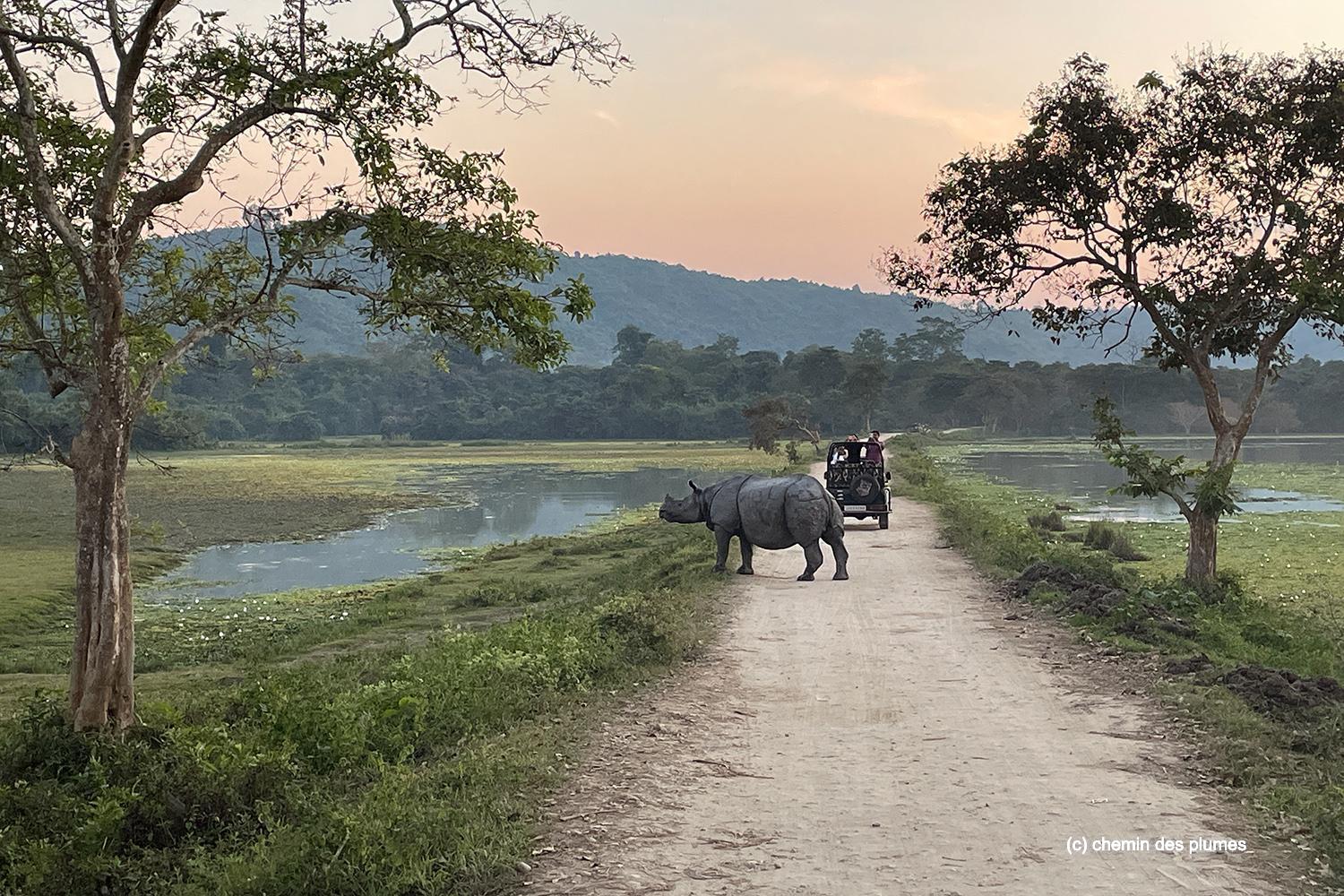 kaziranga gibbons site 2025 0035