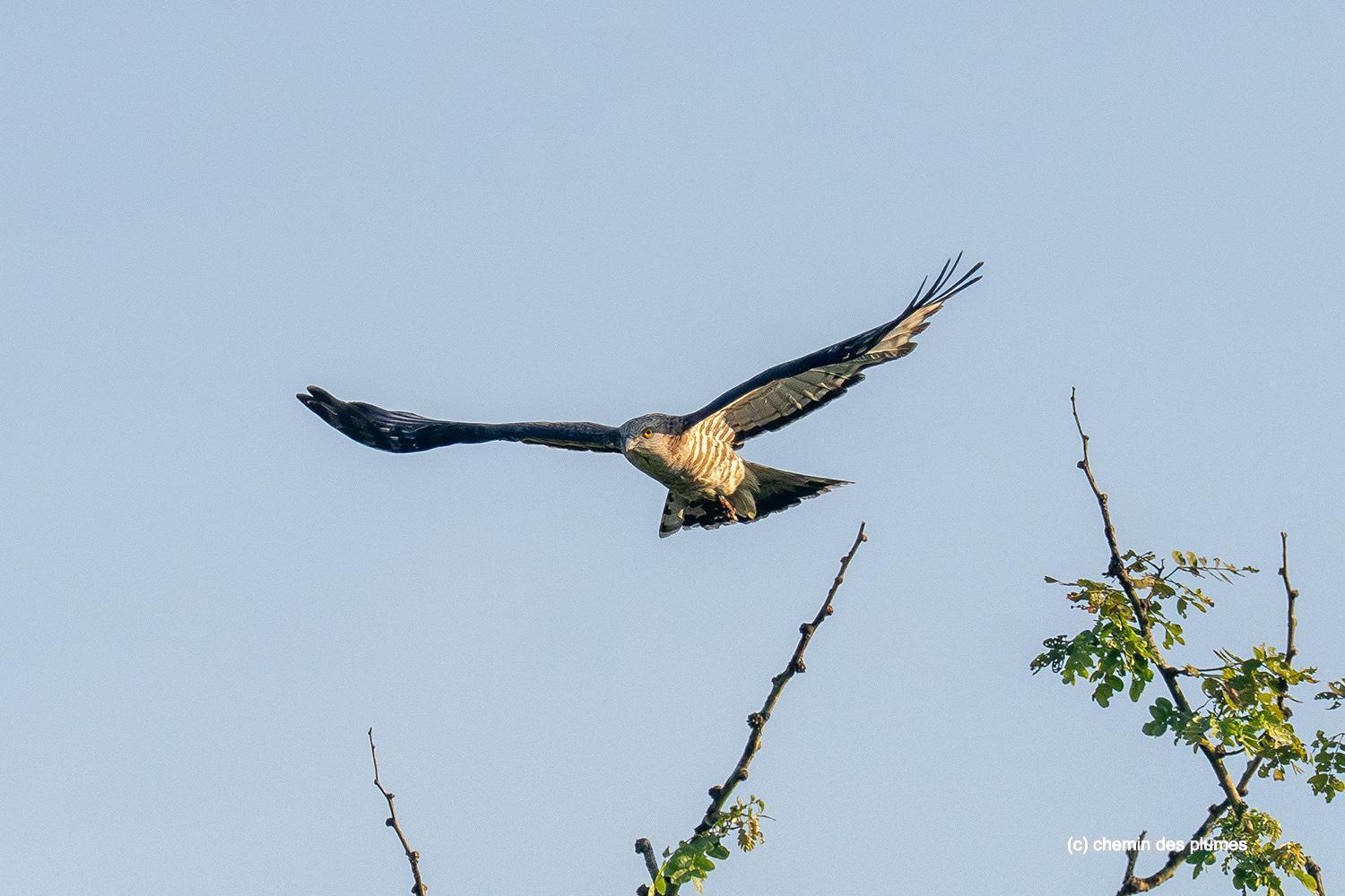 kaziranga gibbons site 2025 0037