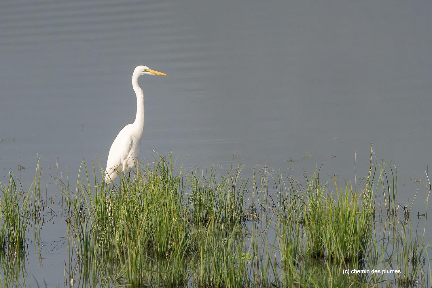 kaziranga gibbons site 2025 0040