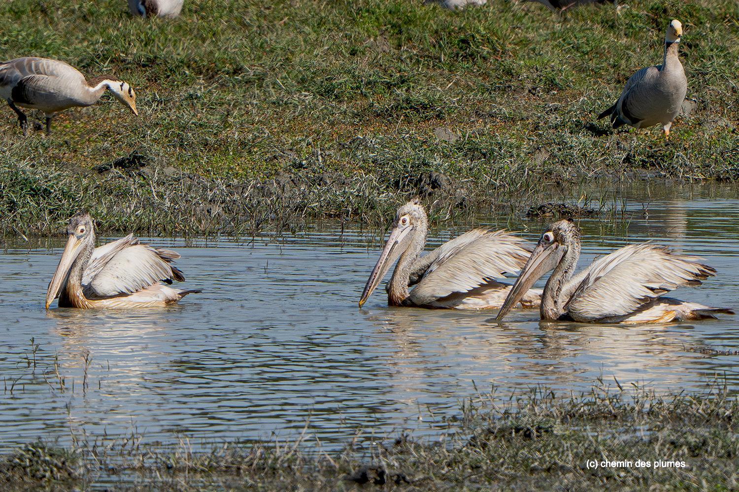 kaziranga gibbons site 2025 0044
