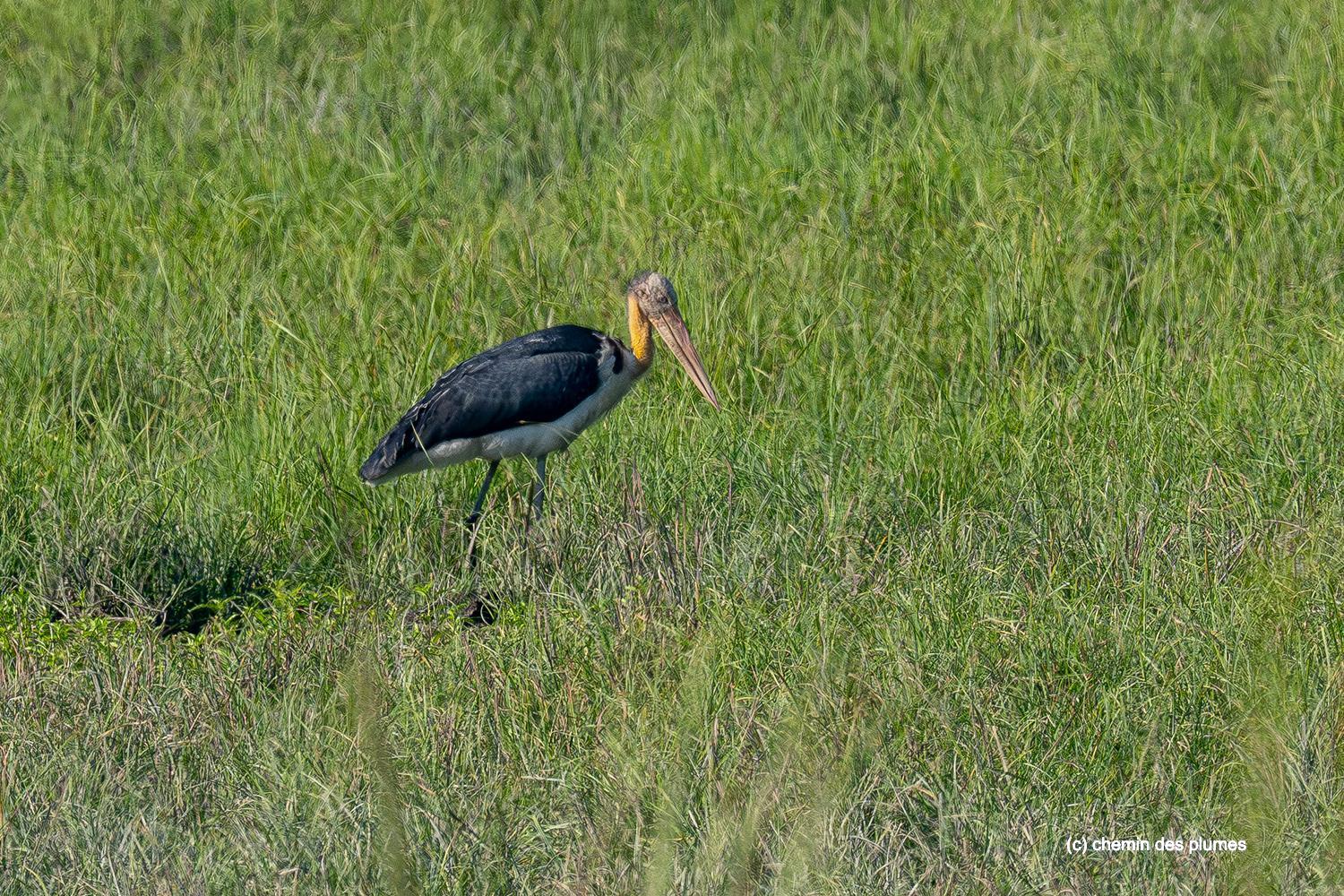kaziranga gibbons site 2025 0048