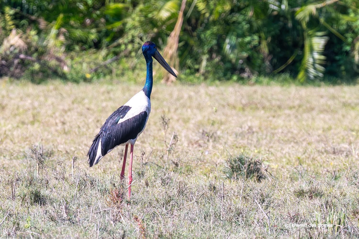 kaziranga gibbons site 2025 0050