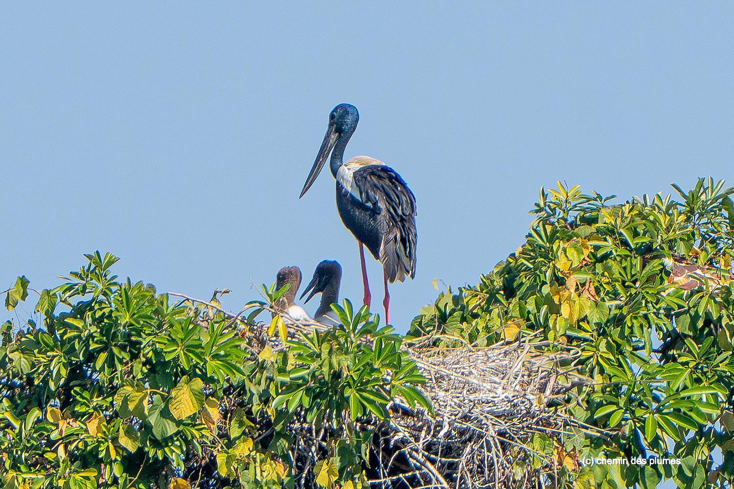 kaziranga gibbons site 2025 0051