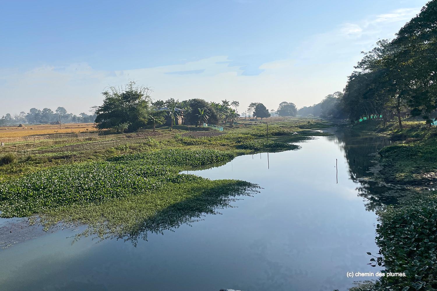 kaziranga gibbons site 2025 0055
