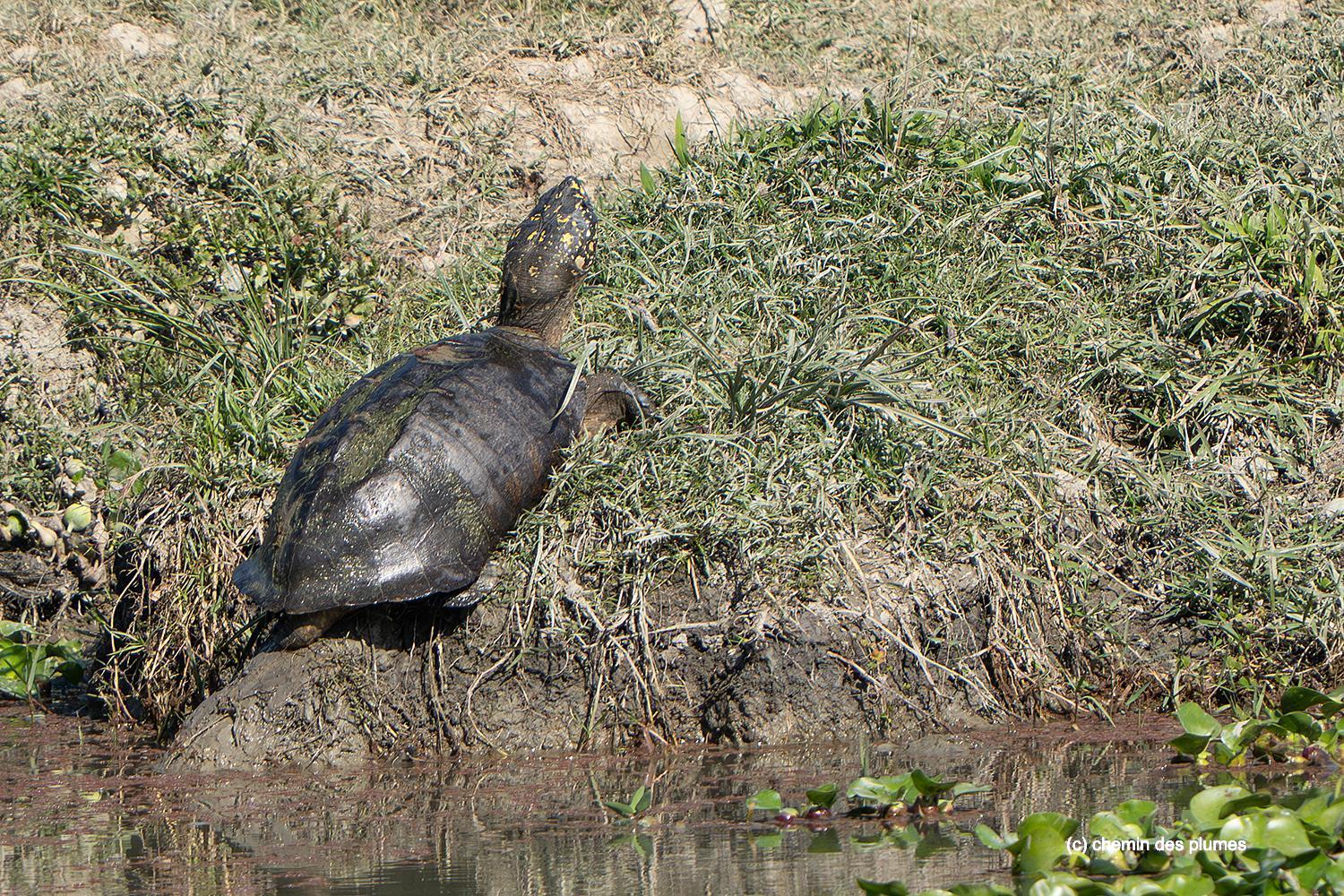kaziranga gibbons site 2025 0056