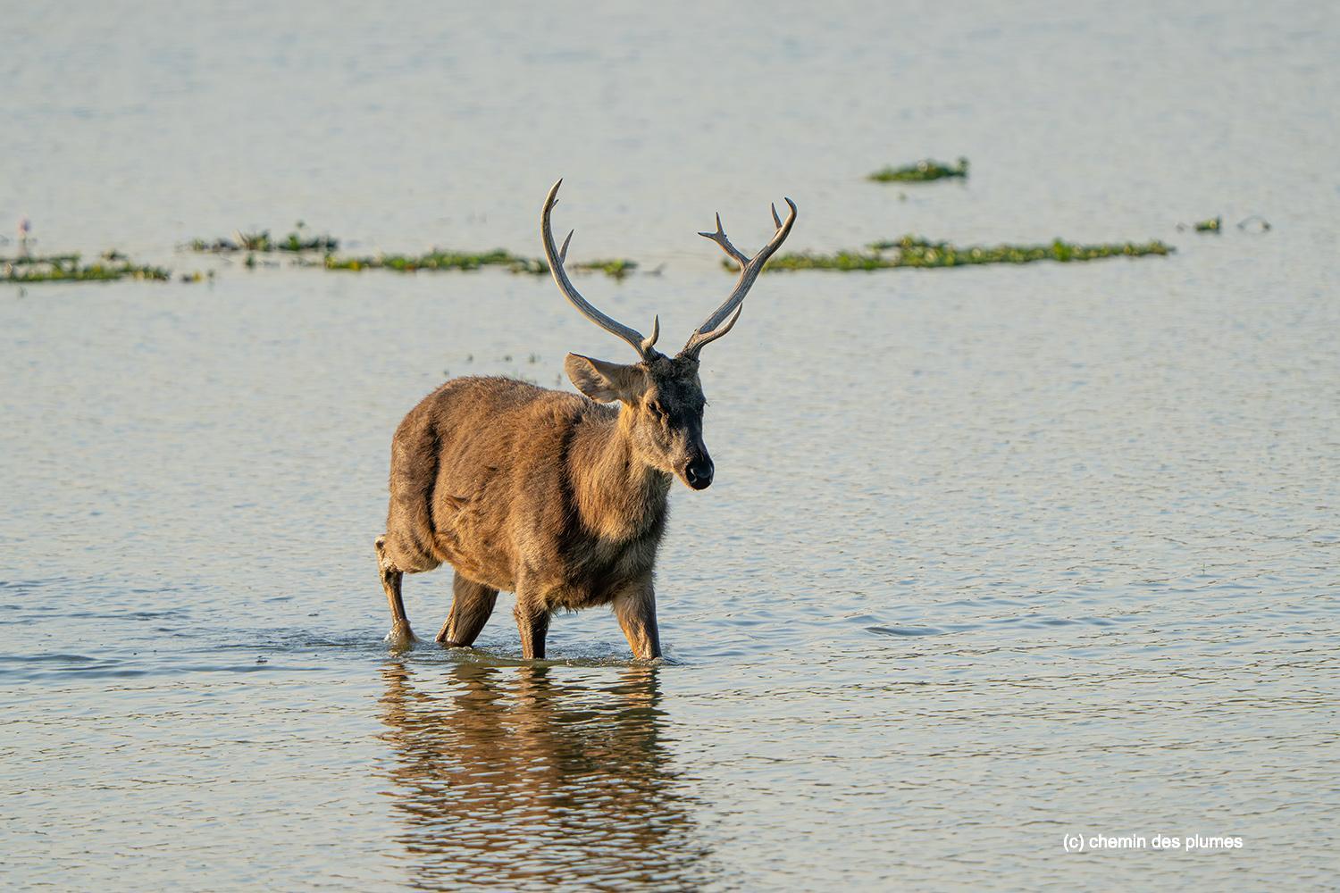 kaziranga gibbons site 2025 0064