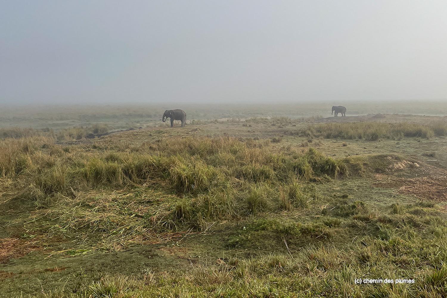 kaziranga gibbons site 2025 0065