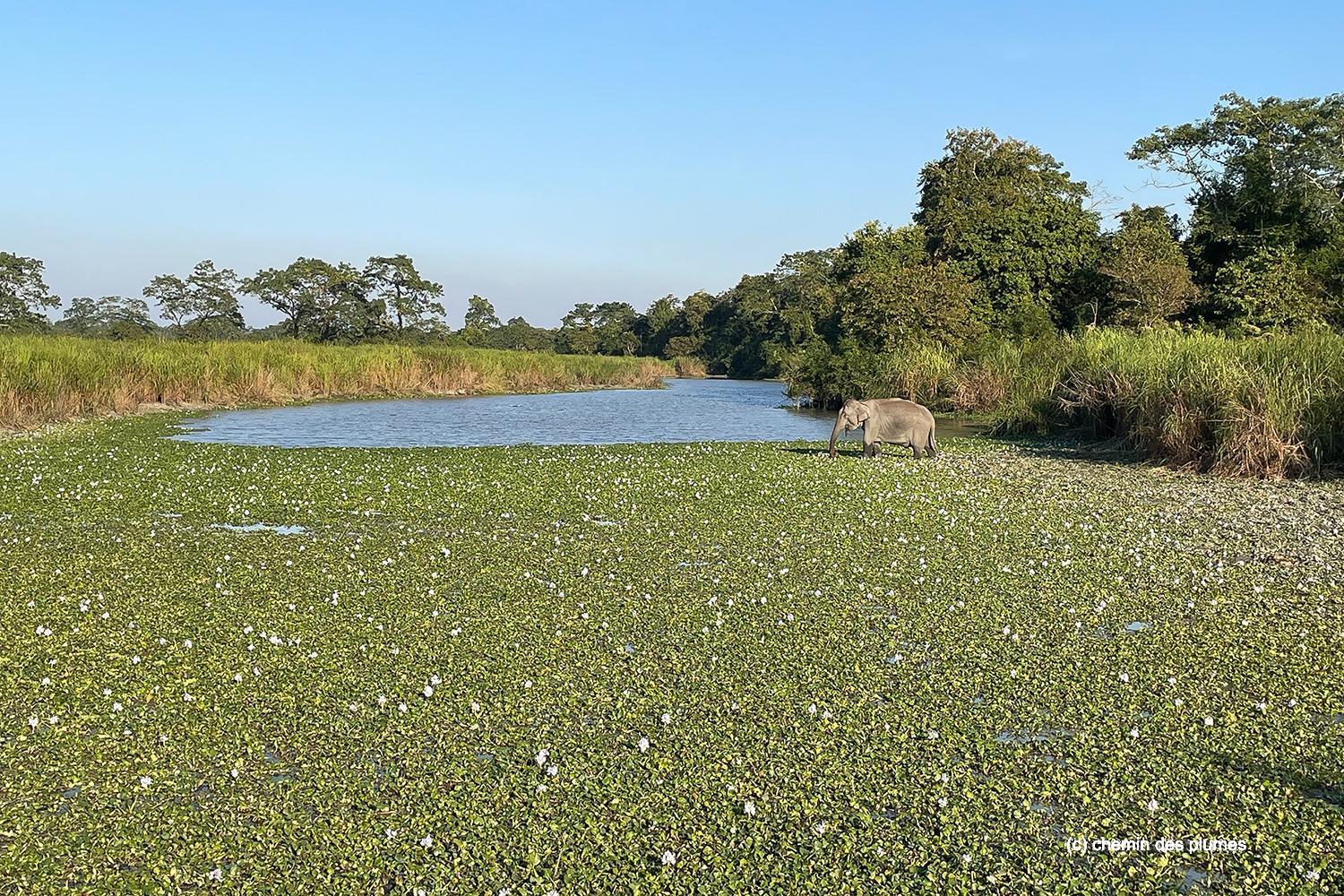 kaziranga gibbons site 2025 0066
