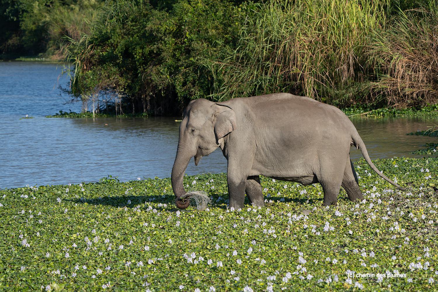 kaziranga gibbons site 2025 0067