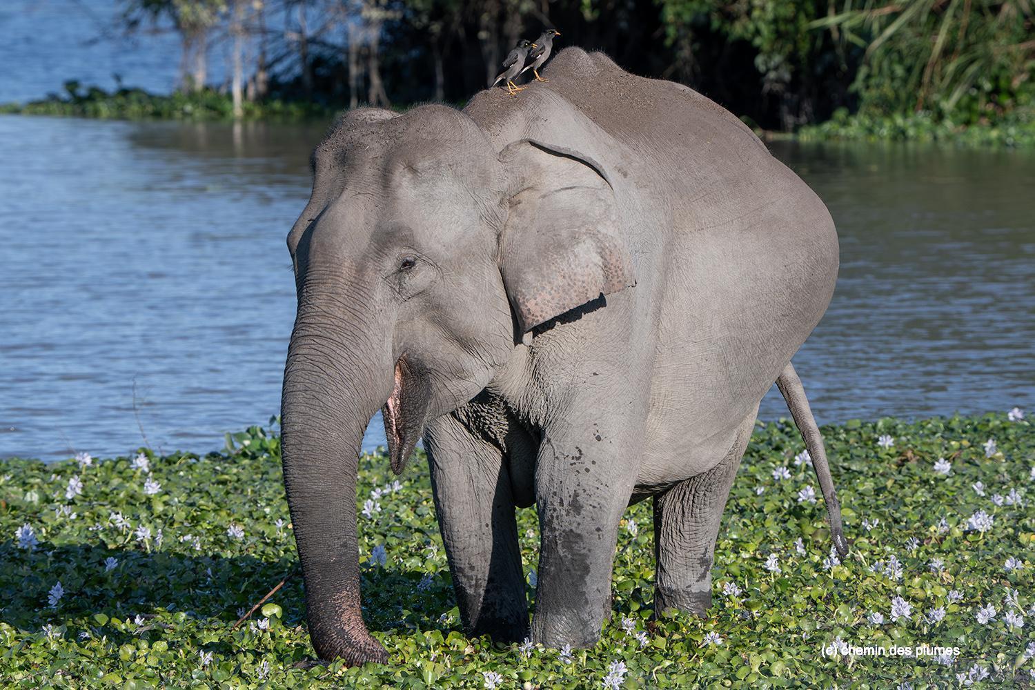 kaziranga gibbons site 2025 0068