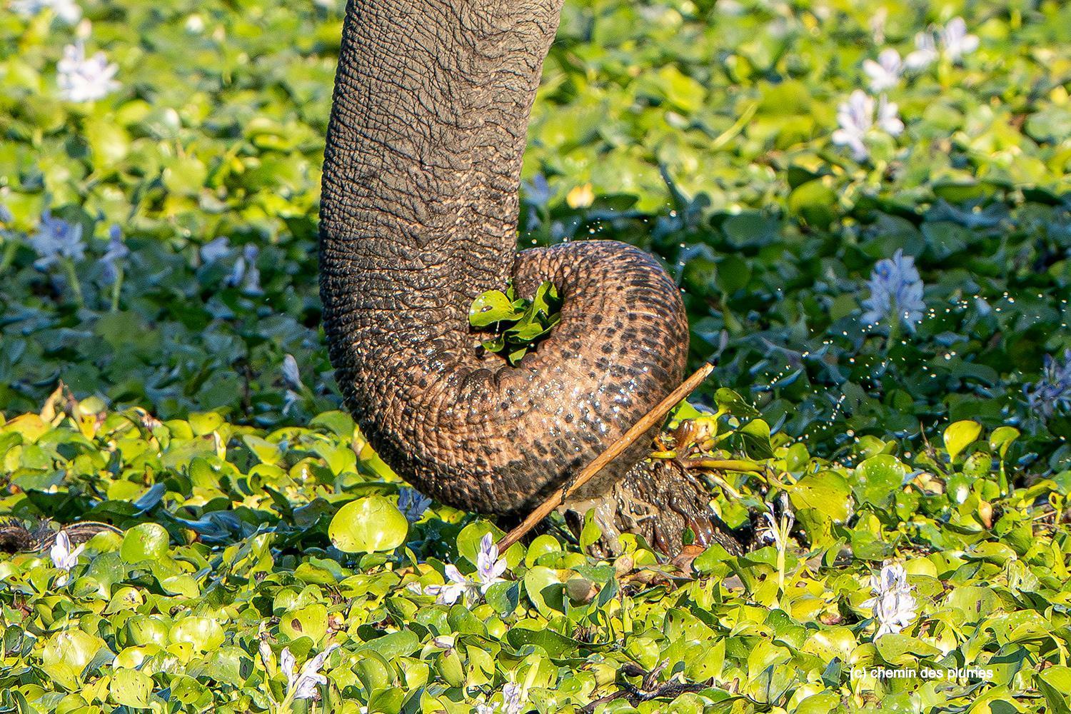 kaziranga gibbons site 2025 0069