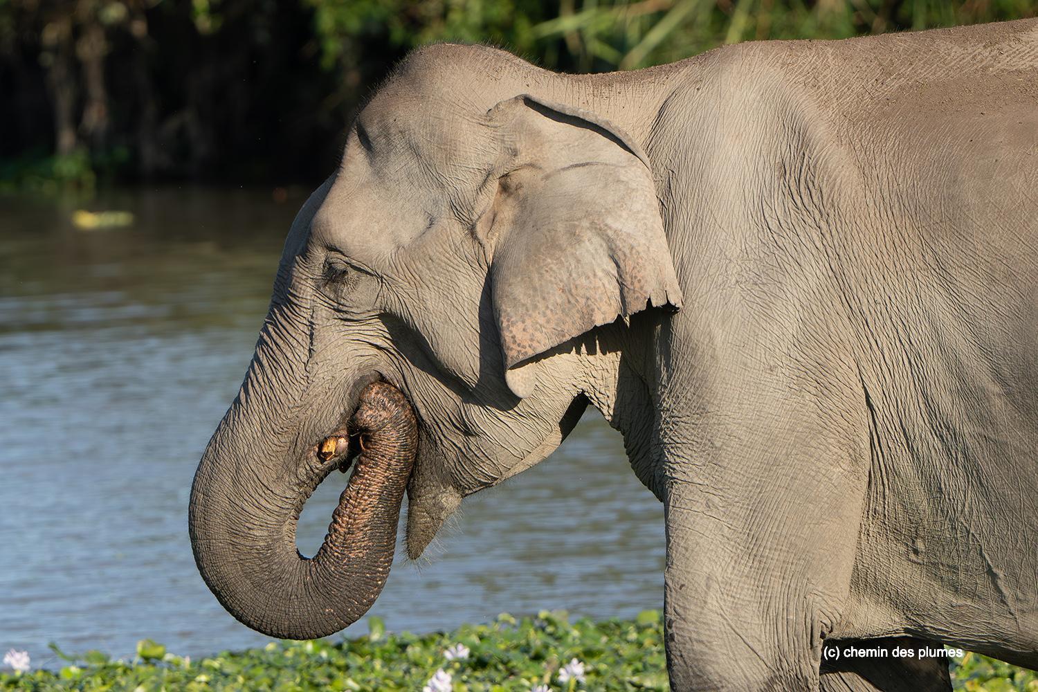 kaziranga gibbons site 2025 0070
