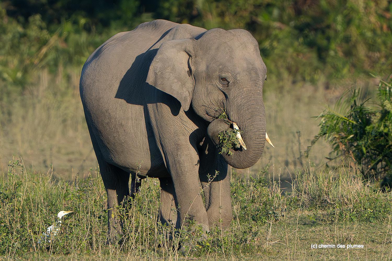 kaziranga gibbons site 2025 0071