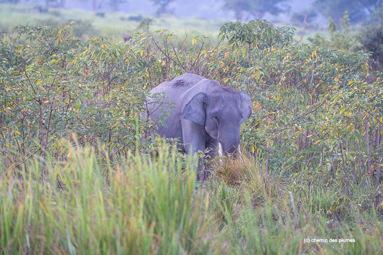 kaziranga gibbons site 2025 0072