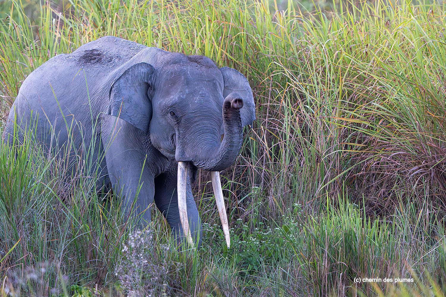 kaziranga gibbons site 2025 0073