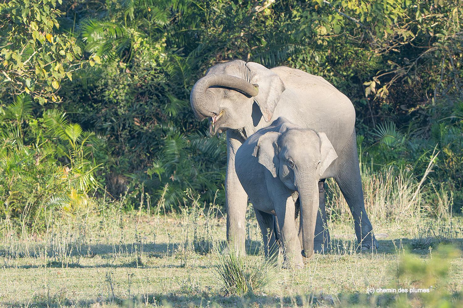kaziranga gibbons site 2025 0074